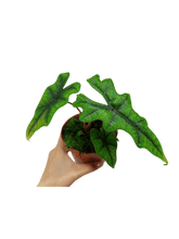 Alocasia Jacklyn